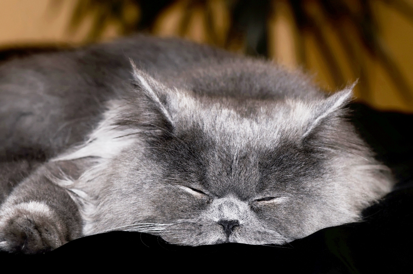 Sleeping pedigree cat.jpg